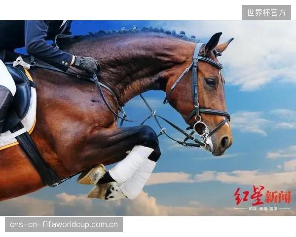 直接照搬欧洲的FEA测试标准，忽视了中国青少年骑手体重较轻、马匹爆发力差异等本土化因素